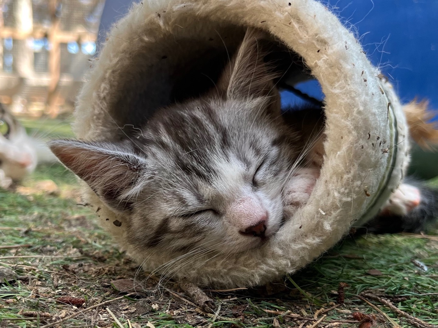Adotta un gatto, taglia non valida, maschio, Milano