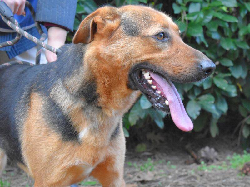 Adotta un cane, maschio, 2 anni  e 7 mesi , Roma
