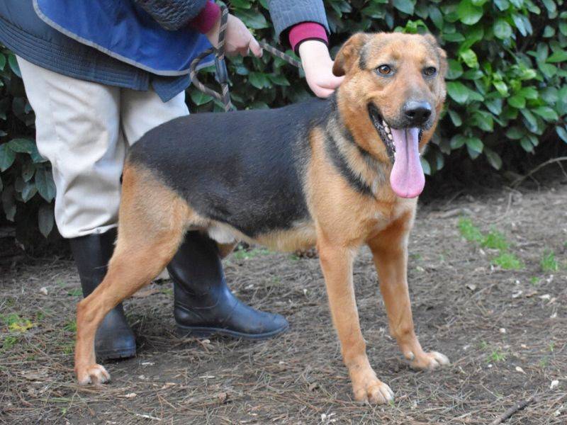 Adotta un cane, taglia media, maschio, Roma