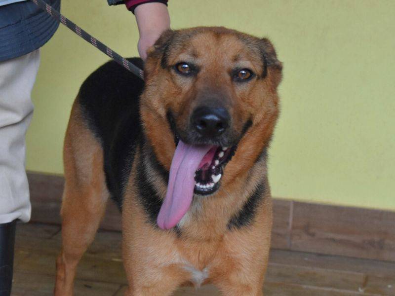 Vuoi adottare un cane a Roma?