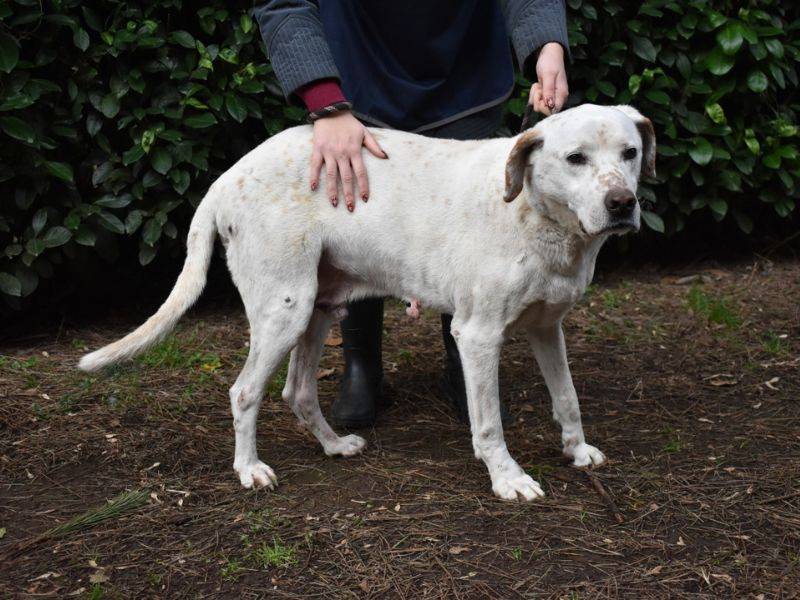 Adotta un cane, maschio, 7 anni  e 10 mesi , Roma
