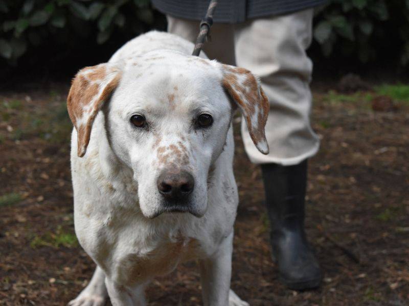Adotta un cane, taglia grande, maschio, Roma