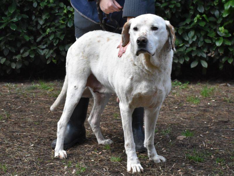 Vuoi adottare un cane a Roma?