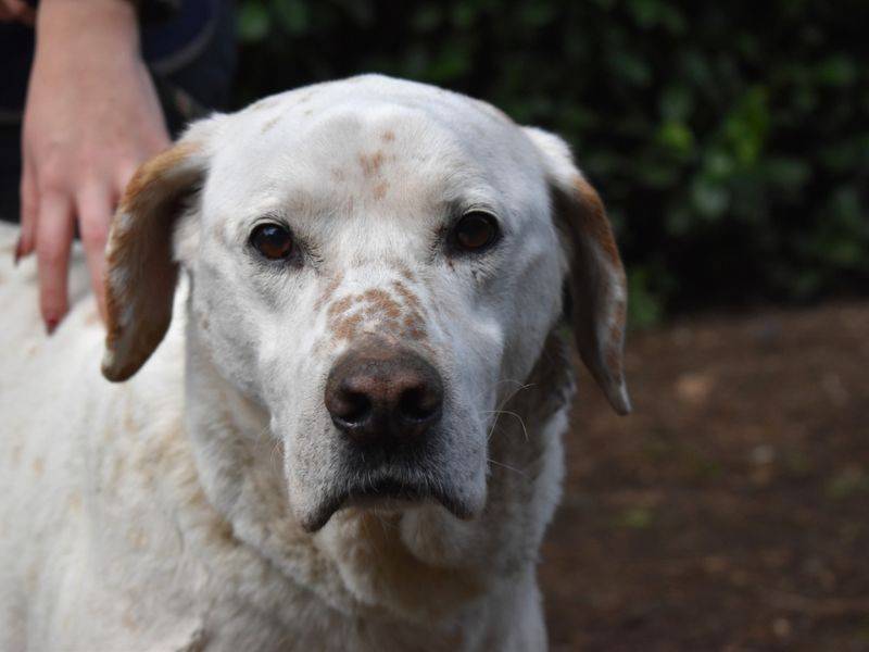 Adotta il cane Ginko a Roma