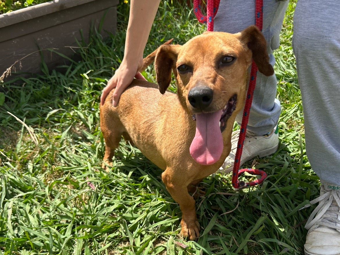 Adotta un cane, maschio, 2 anni  e 6 mesi , Latina