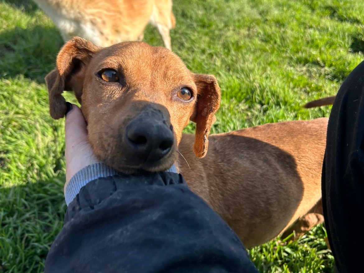 Adotta un cane, taglia piccola, maschio, Latina