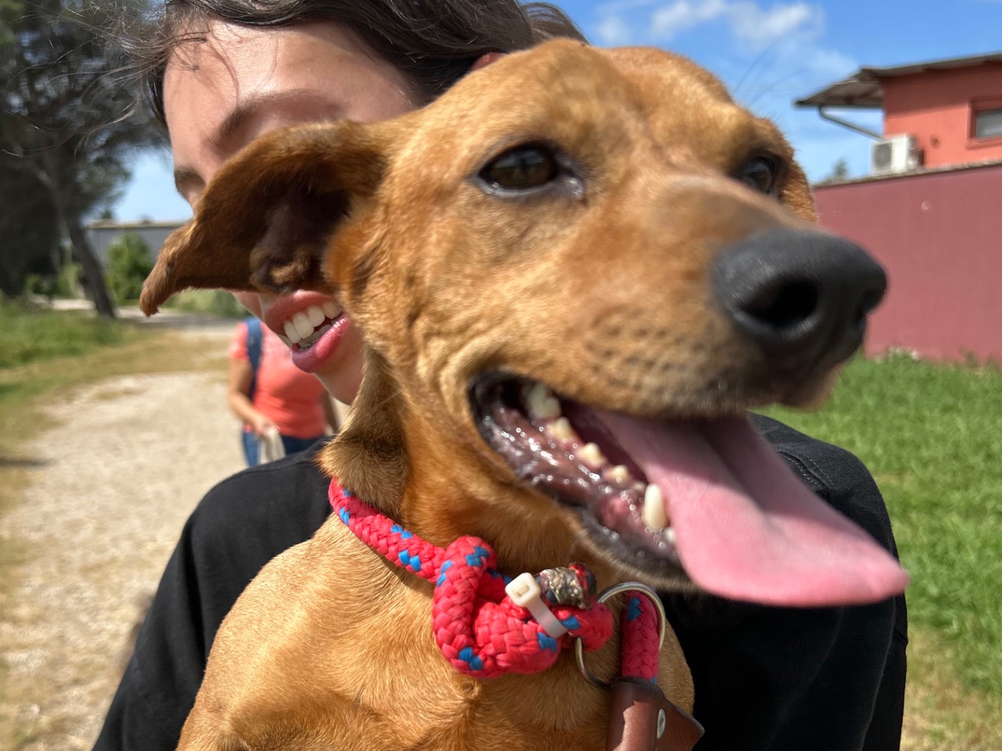 Vuoi adottare un cane a Latina?