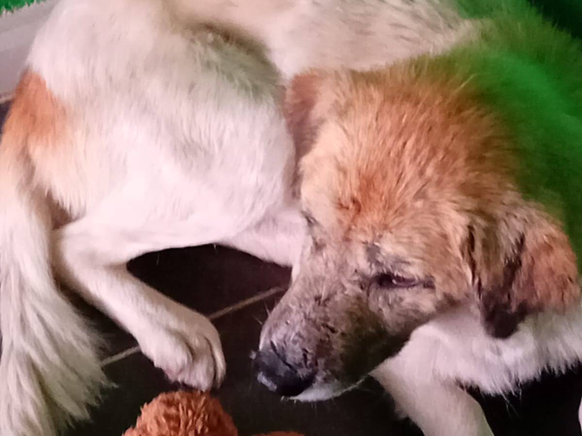 Adotta un cane, maschio, 2 anni , Cosenza