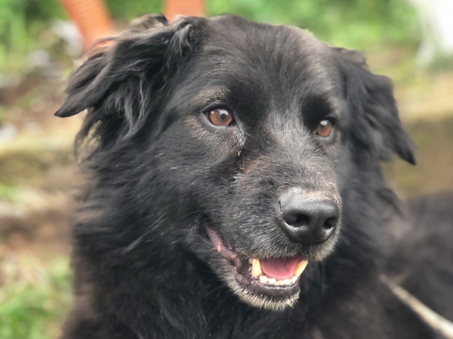Adotta un cane, maschio, 5 anni  e 5 mesi , Latina