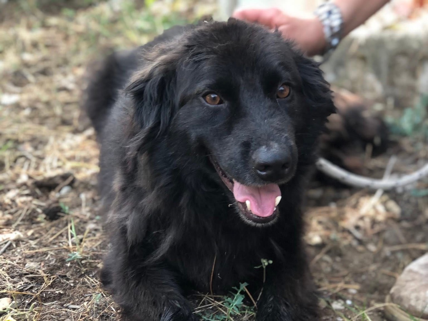 Adotta il cane Tabù a Latina