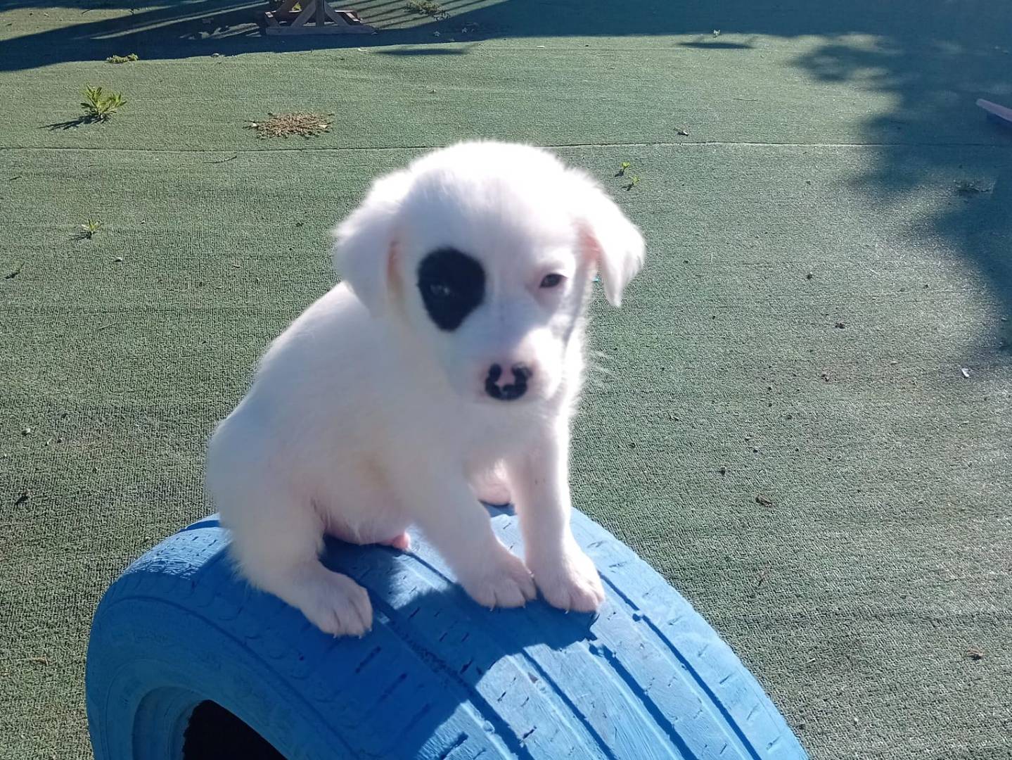 Adotta un cane, maschio, 10 mesi, Cosenza