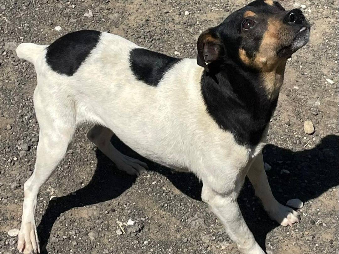 Adotta un cane, femmina, 2 anni , Palermo