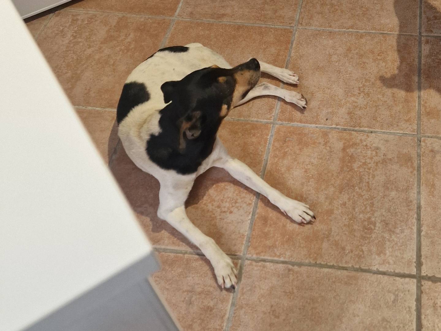 Adotta un cane, taglia piccola, femmina, Palermo