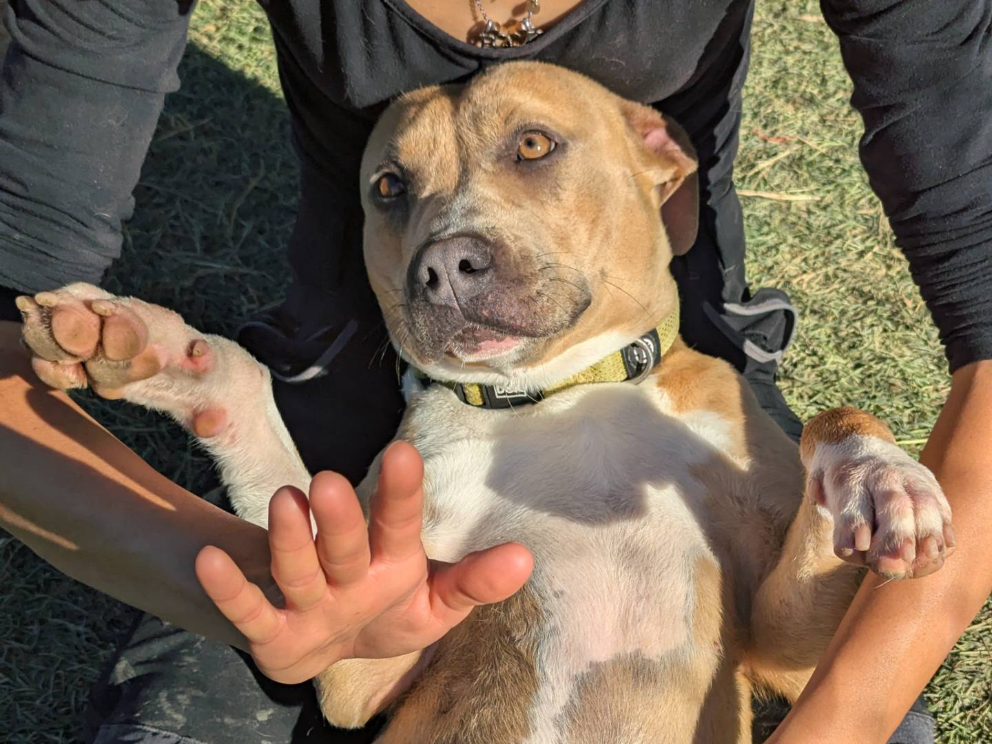 Adotta un cane, taglia media, femmina, Pisa