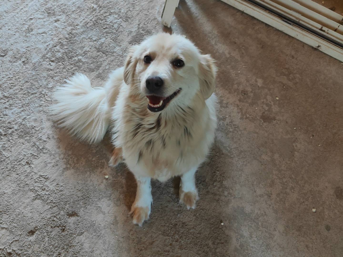 Adotta il cane Leila a Vibo