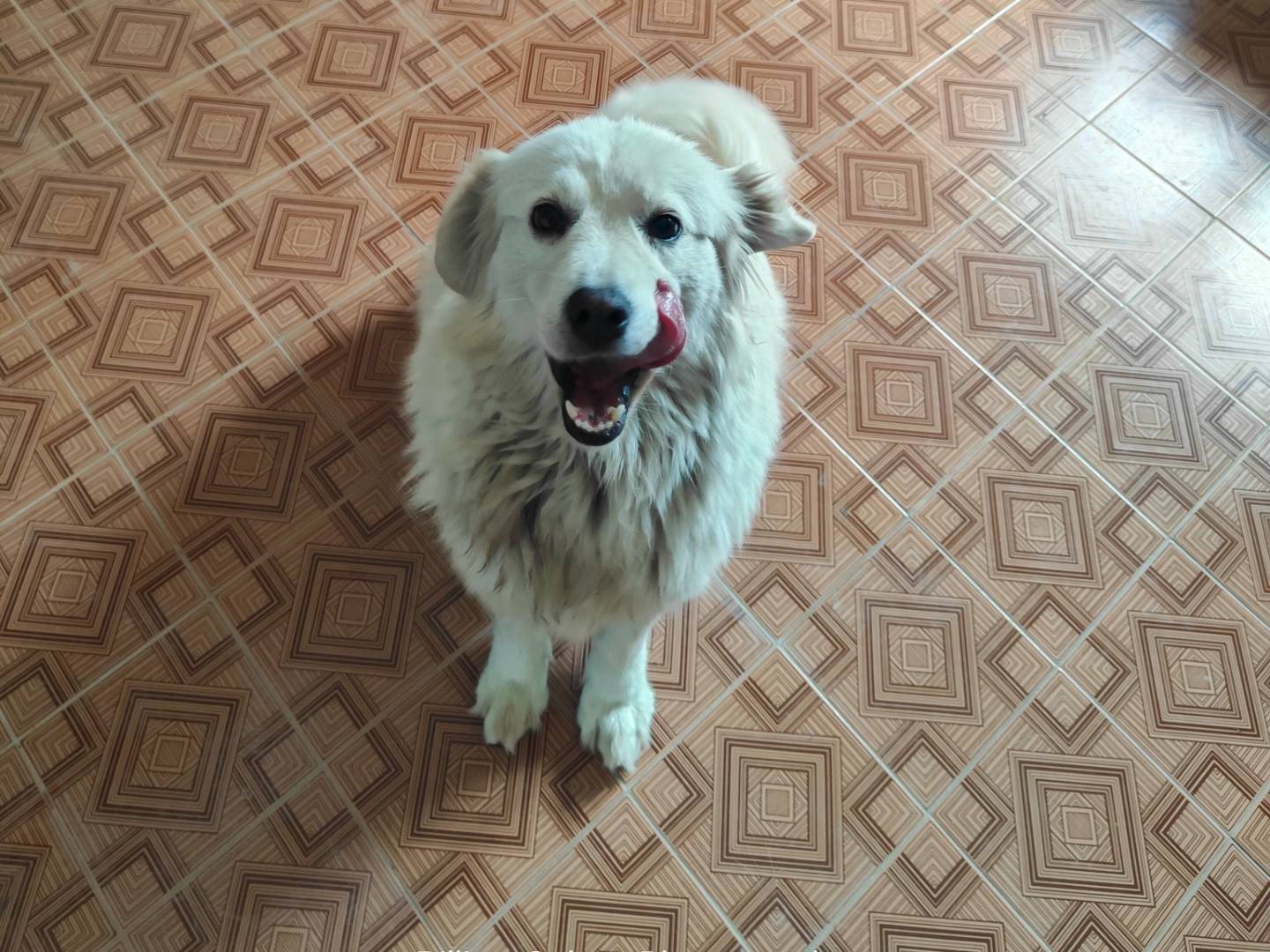 Vuoi adottare un cane a Vibo?