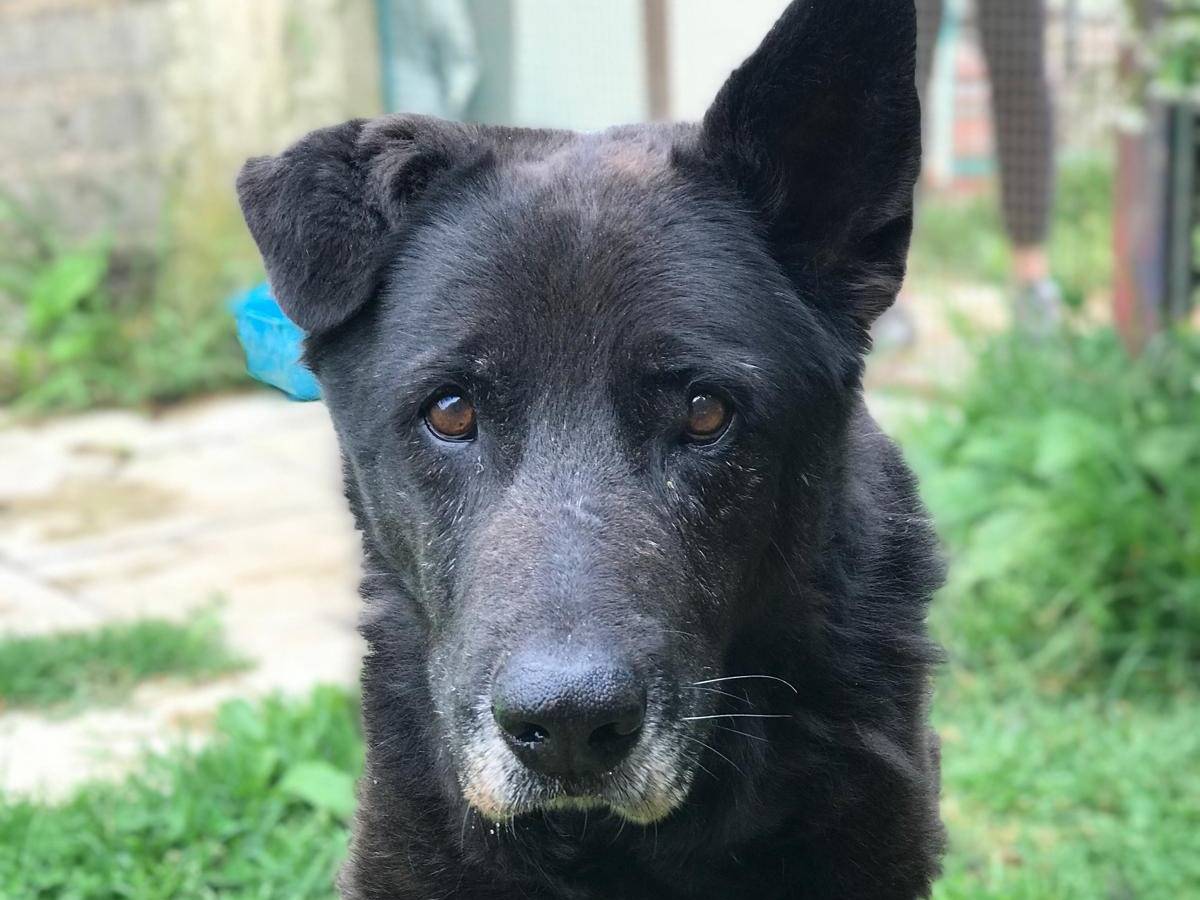 Adozione cane, maschio, Razza sconosciuta Razza sconosciuta, 11 anni e 2 mesi, taglia media, Latina