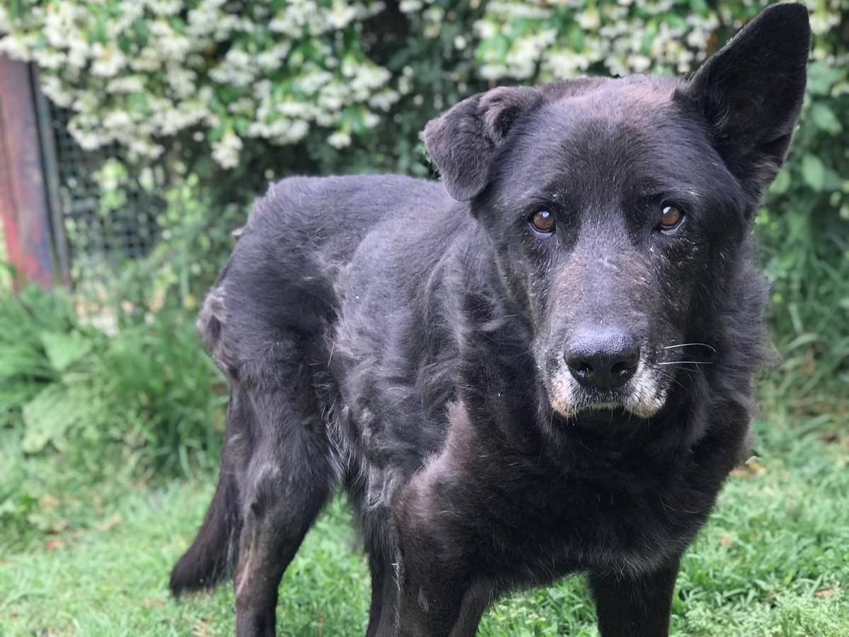Adotta un cane, taglia media, maschio, Latina