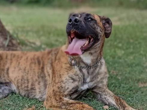 Adozione cane, femmina, Boxer Corso, 6 anni , taglia media, Roma