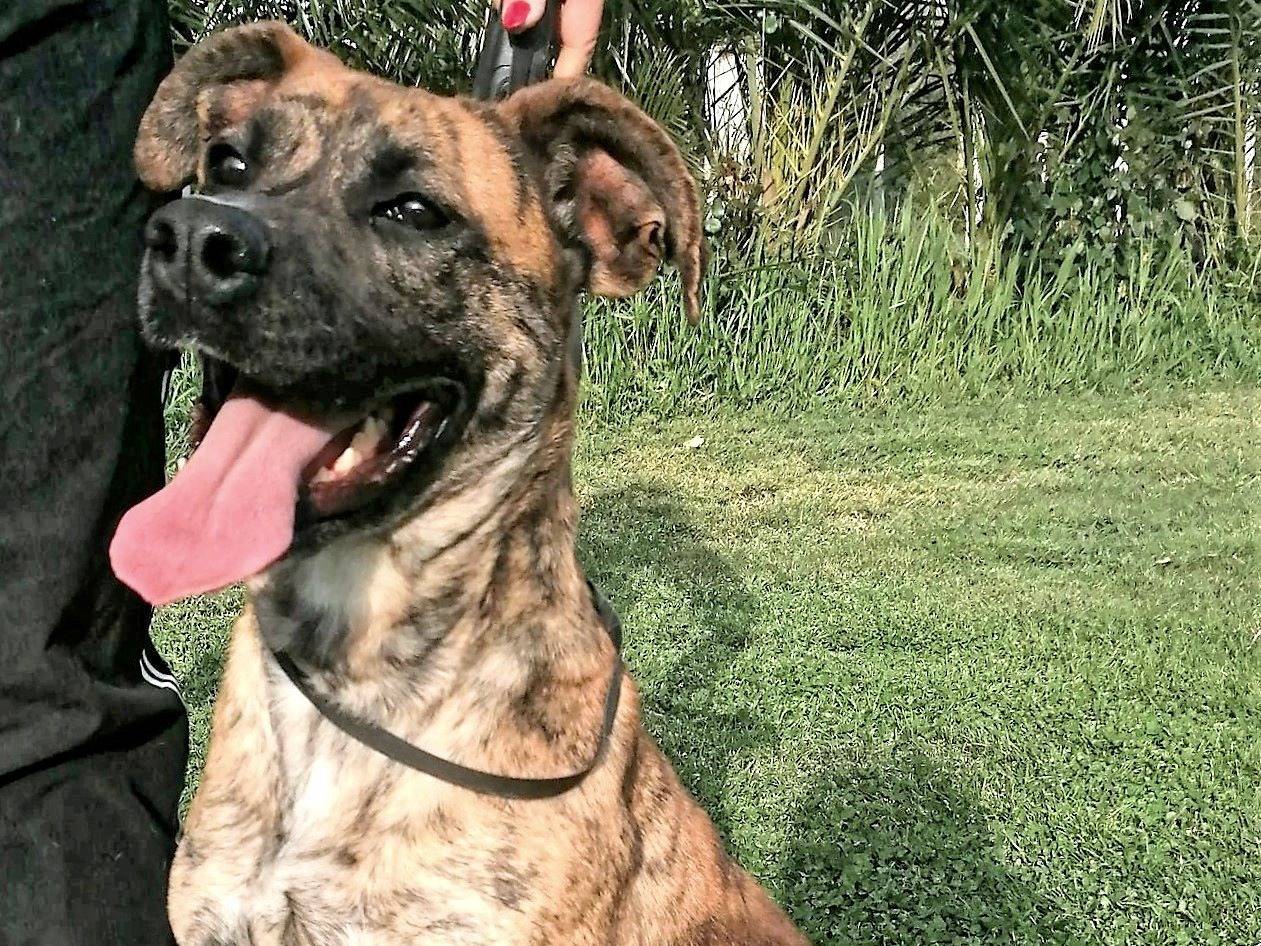 Adotta un cane, femmina, 6 anni , Roma