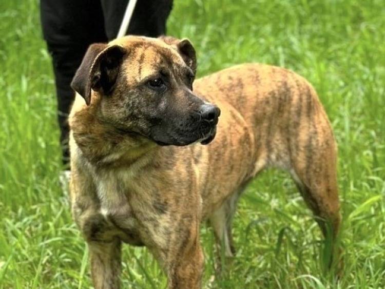 Adotta un cane, taglia media, femmina, Roma