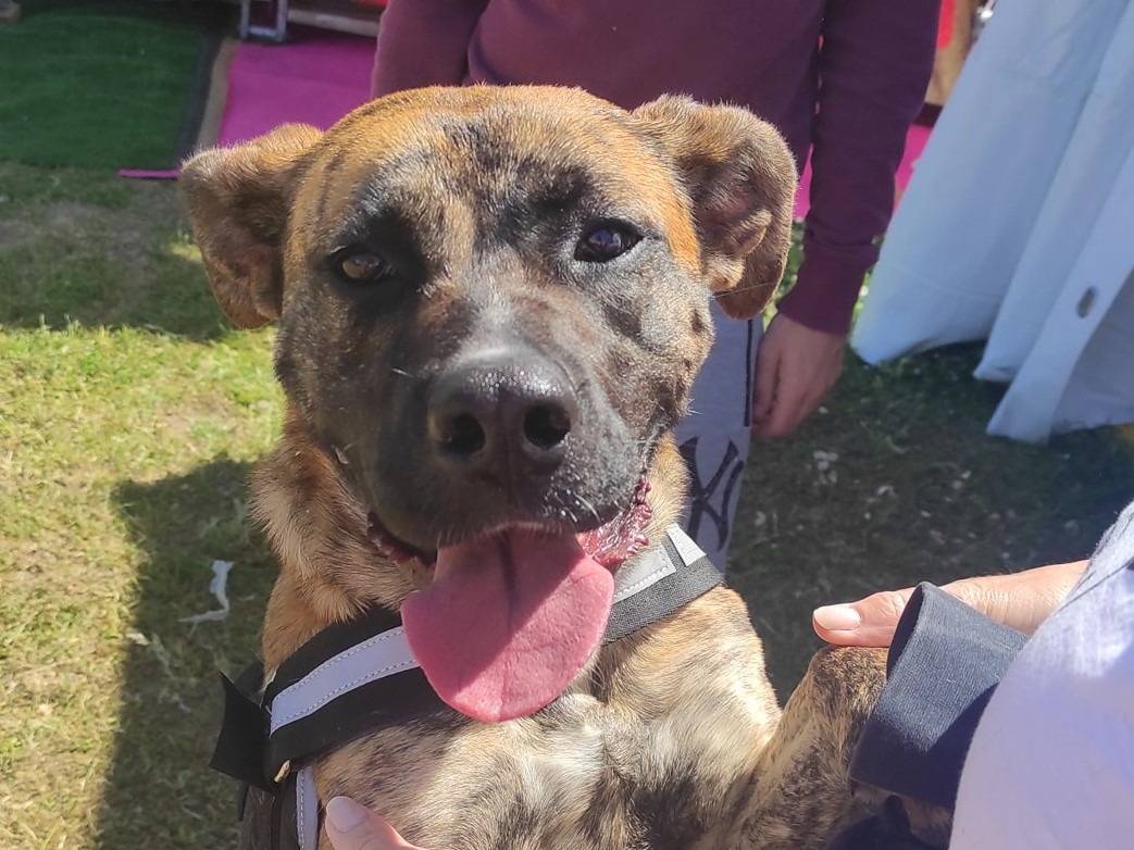 Vuoi adottare un cane a Roma?