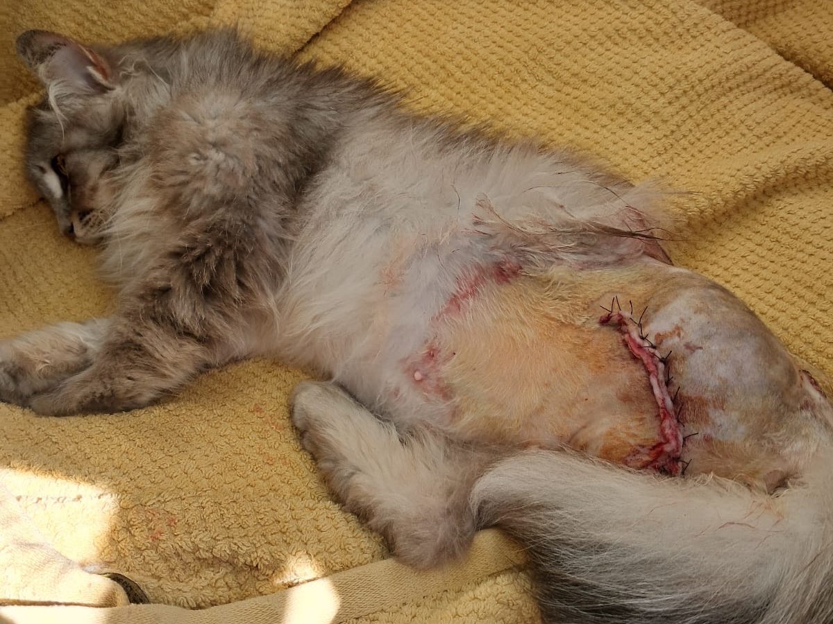 Foto 3 dell'animale