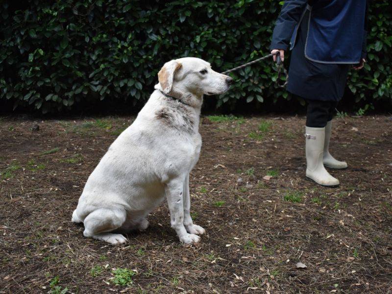 Adotta il cane Ghemon a Roma