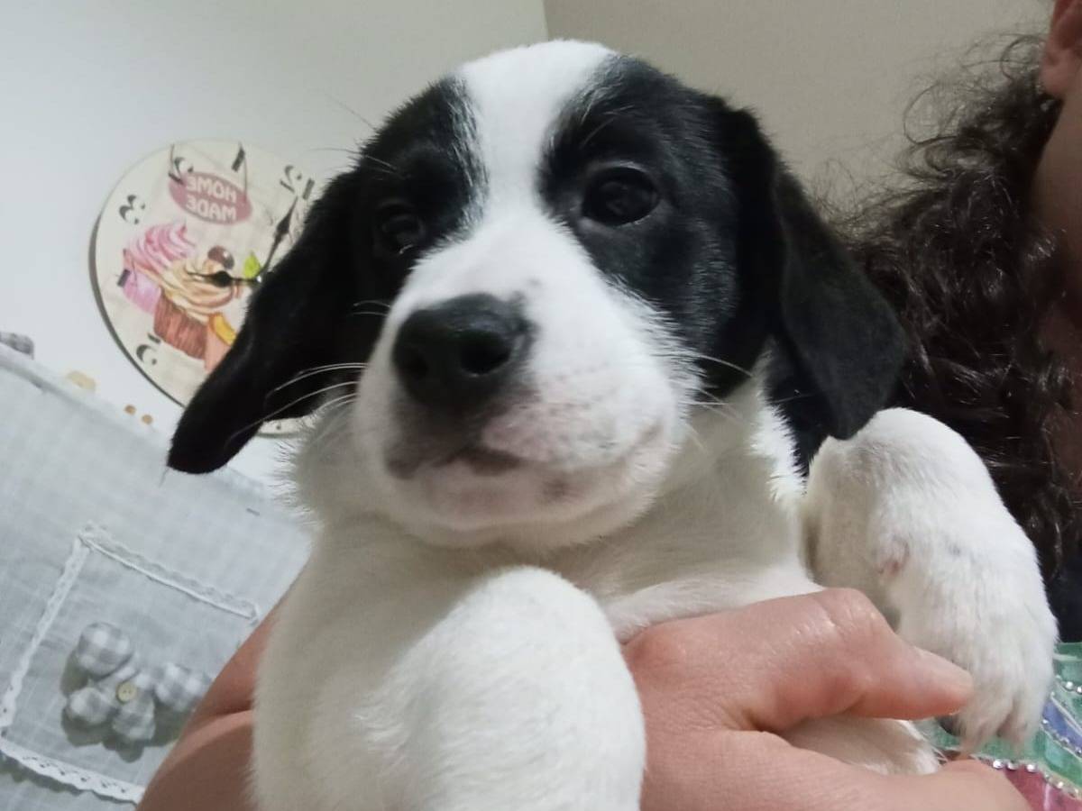 Adozione cane, maschio, Razza sconosciuta Razza sconosciuta, 1 anno, taglia media, Bari