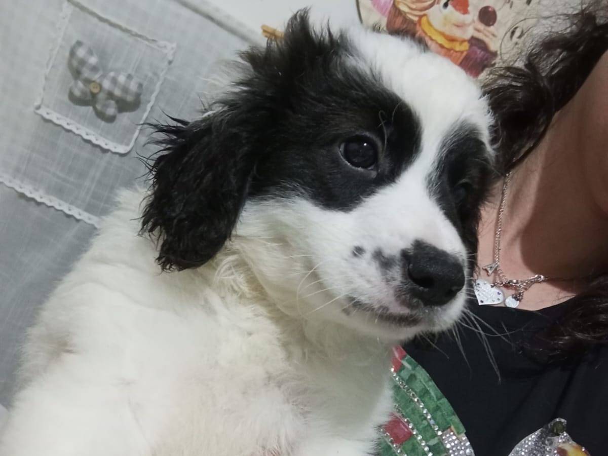 Adotta un cane, maschio, 1 anno, Bari