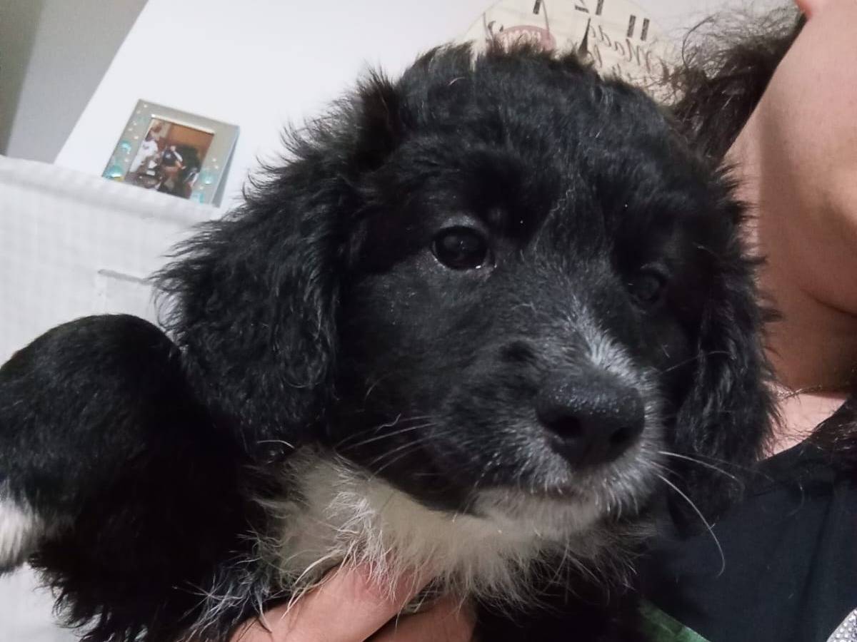 Adotta un cane, taglia media, maschio, Bari