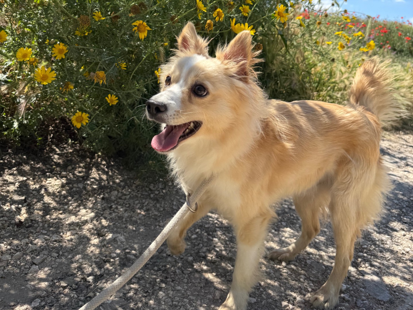 Adozione cane, maschio, Volpino di Pomerania Razza sconosciuta, 1 anno, taglia piccola, Matera