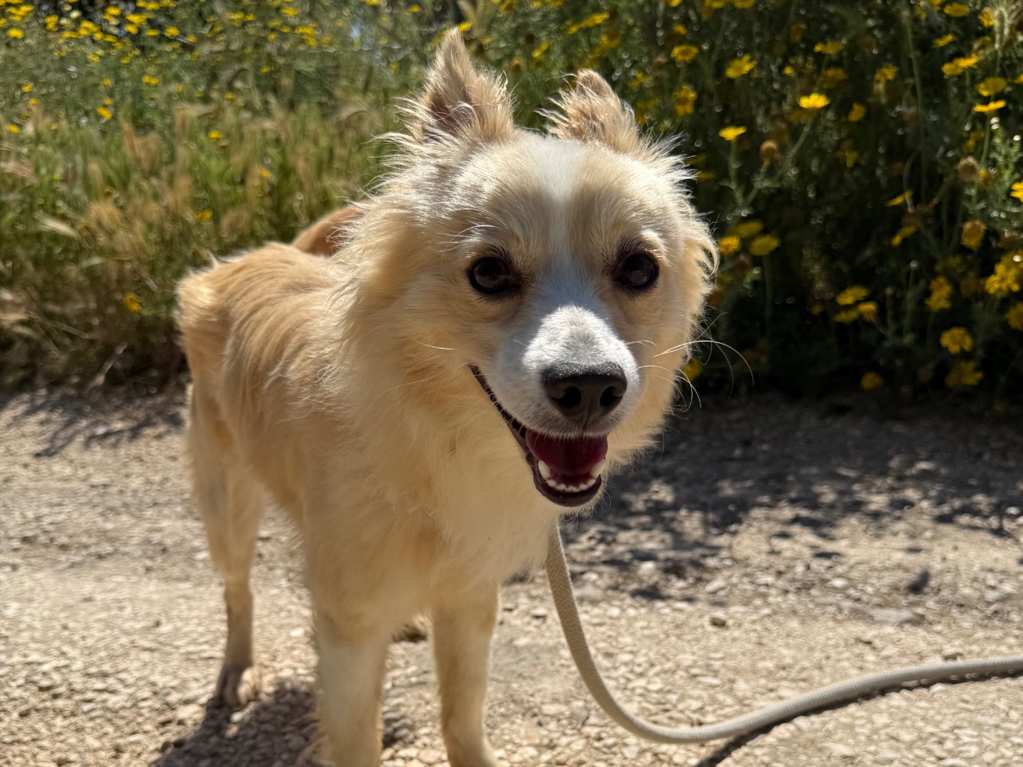 Adotta un cane, maschio, 1 anno, Matera