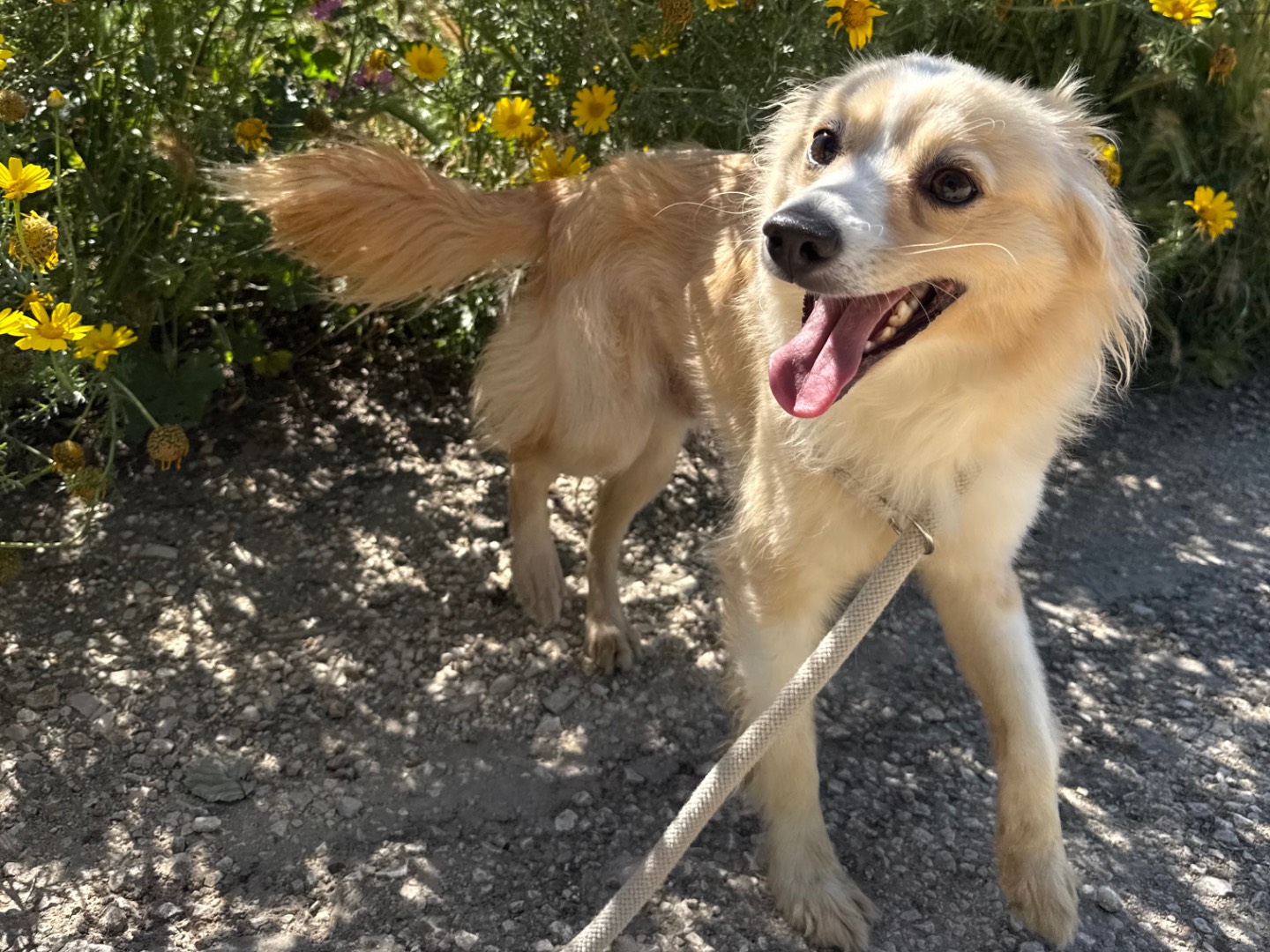 Adotta un cane, taglia piccola, maschio, Matera