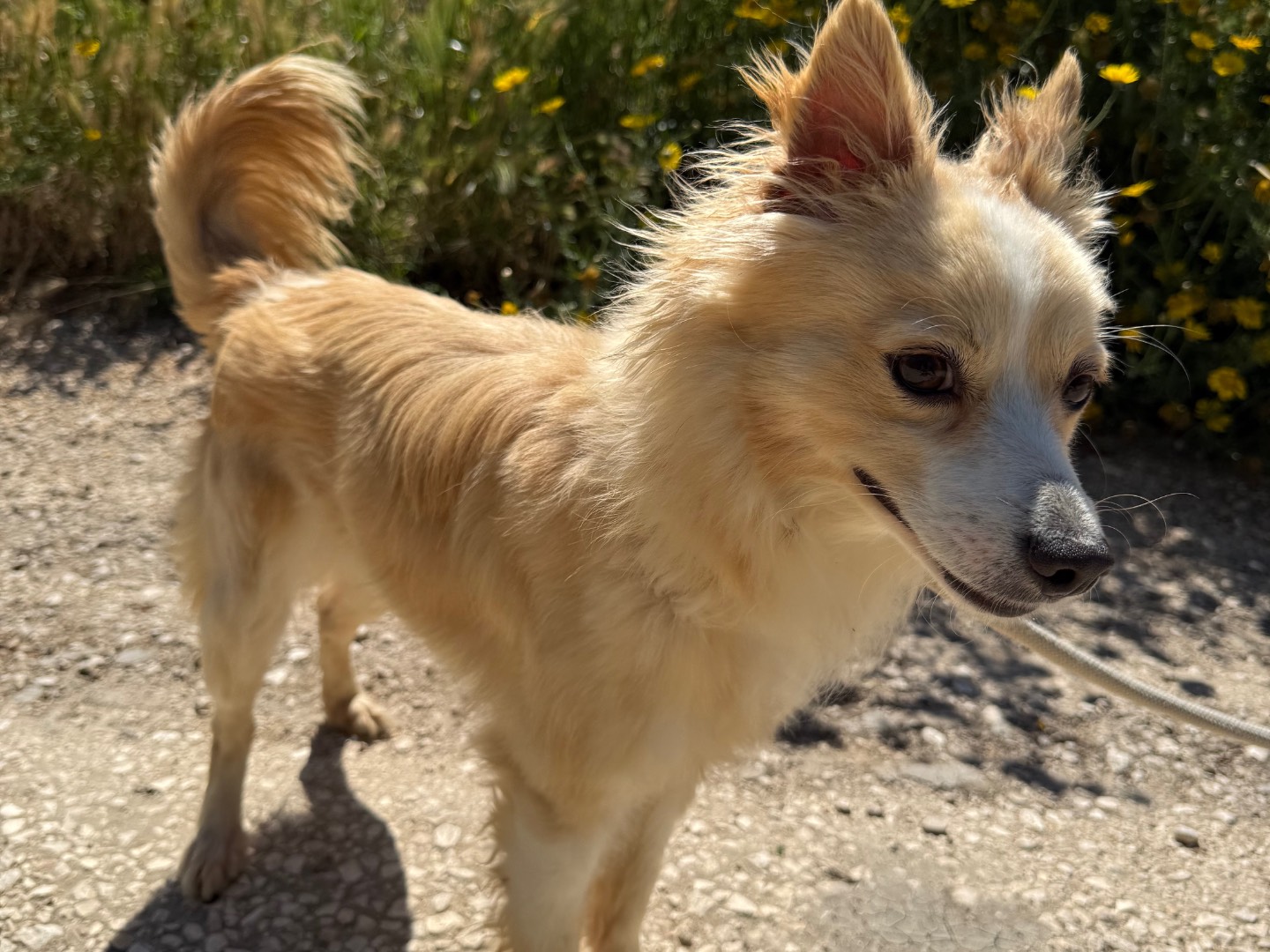 Vuoi adottare un cane a Matera?