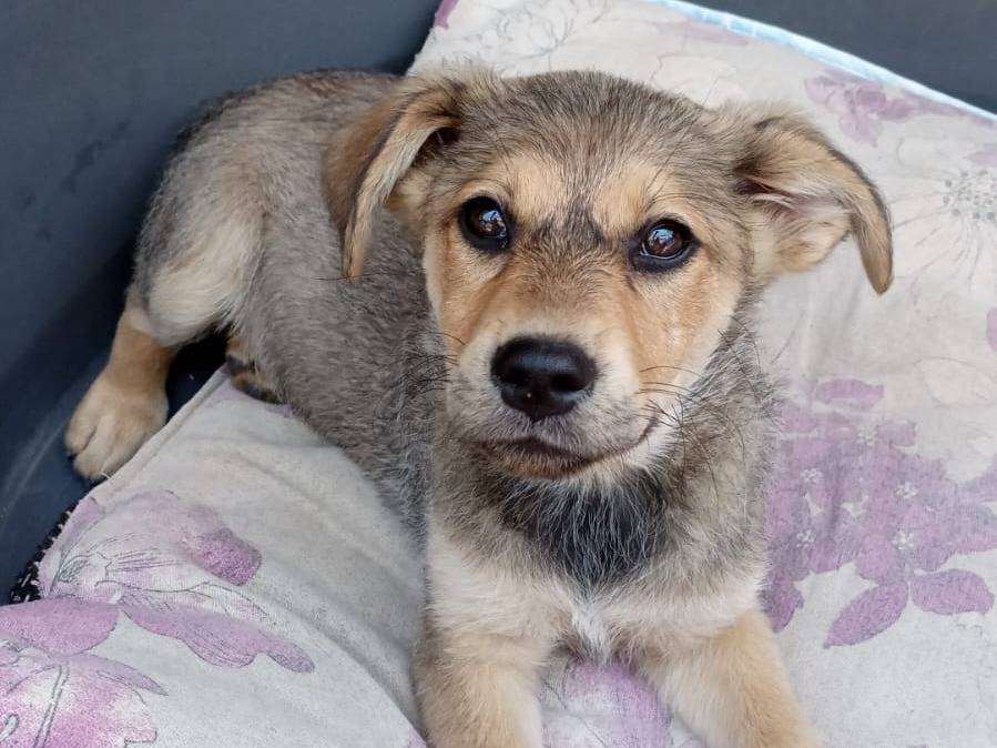 Adotta un cane, taglia media contenuta, femmina, Crotone