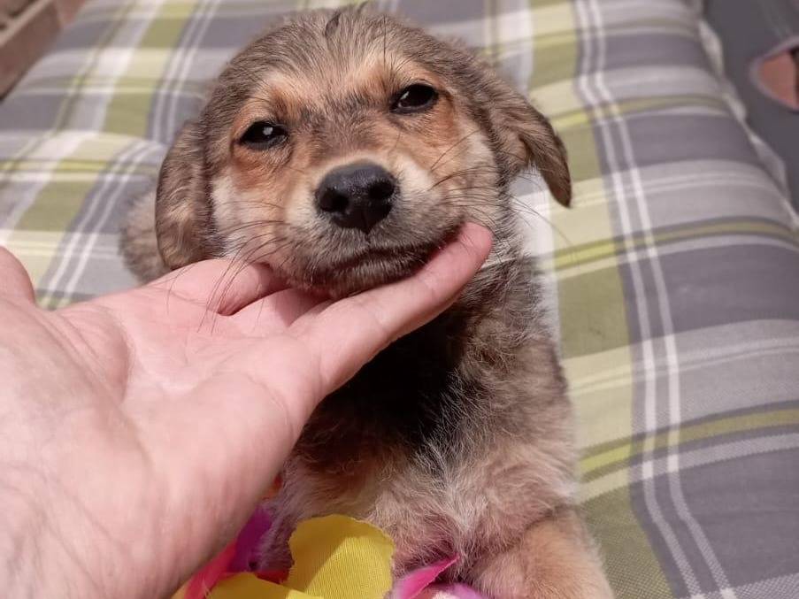 Adotta il cane JASMINE  a Crotone