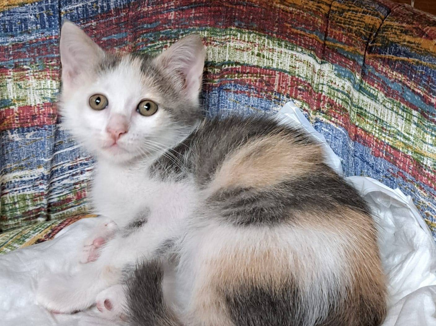 Foto dell'animale