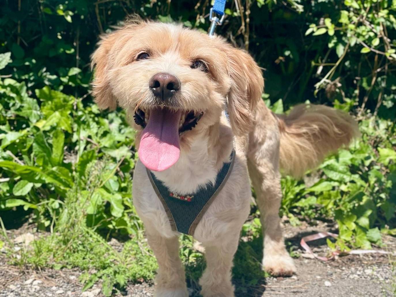 Adotta un cane, maschio, 1 anno e 4 mesi , Latina