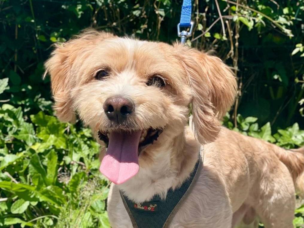 Adotta un cane, taglia media contenuta, maschio, Latina