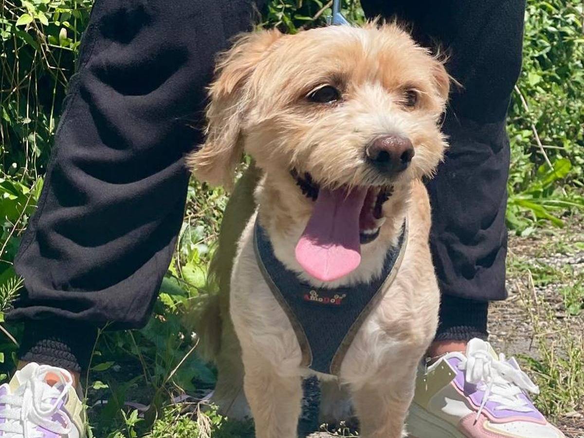 Vuoi adottare un cane a Latina?