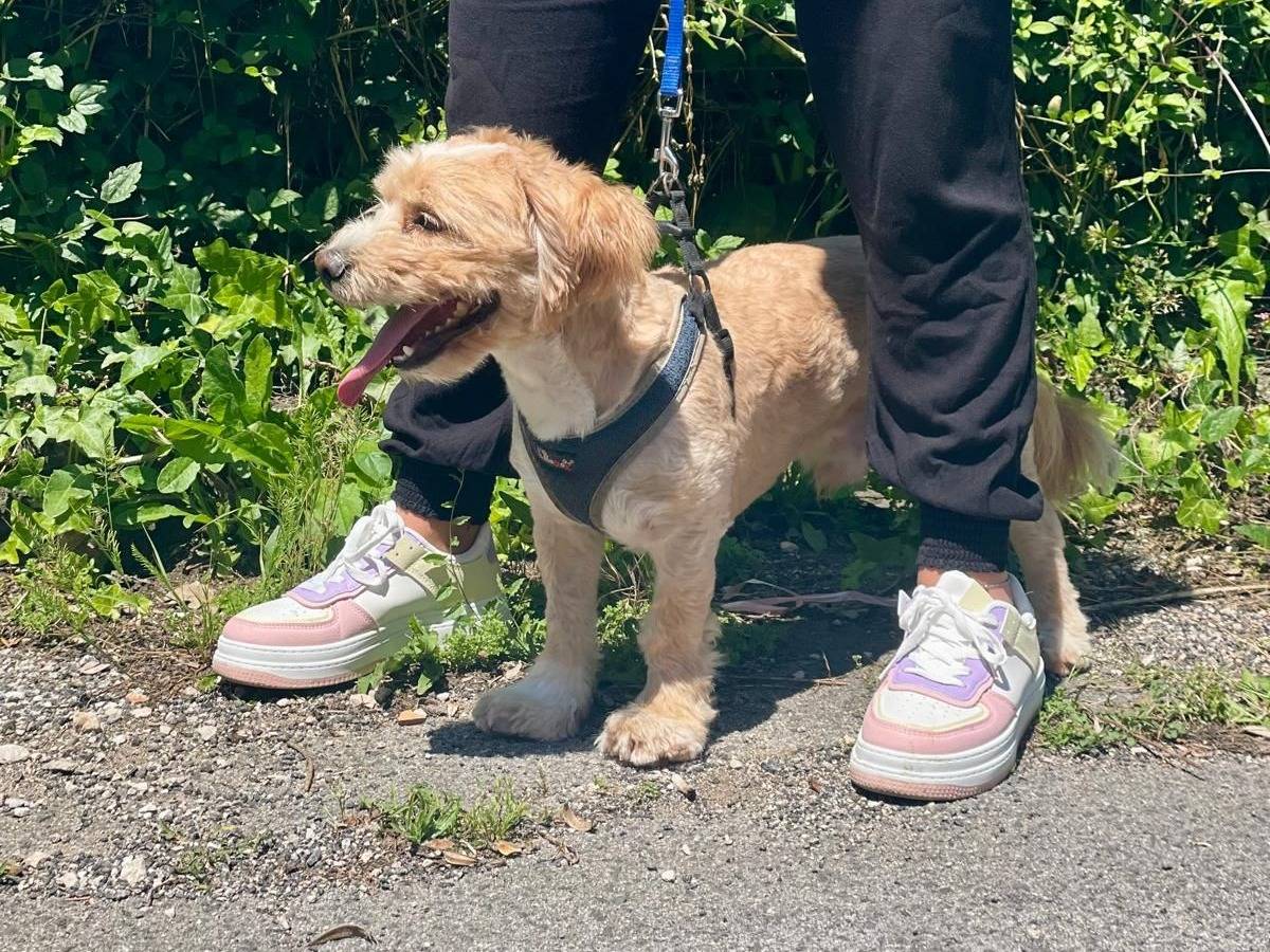Adotta il cane PUFFY a Latina