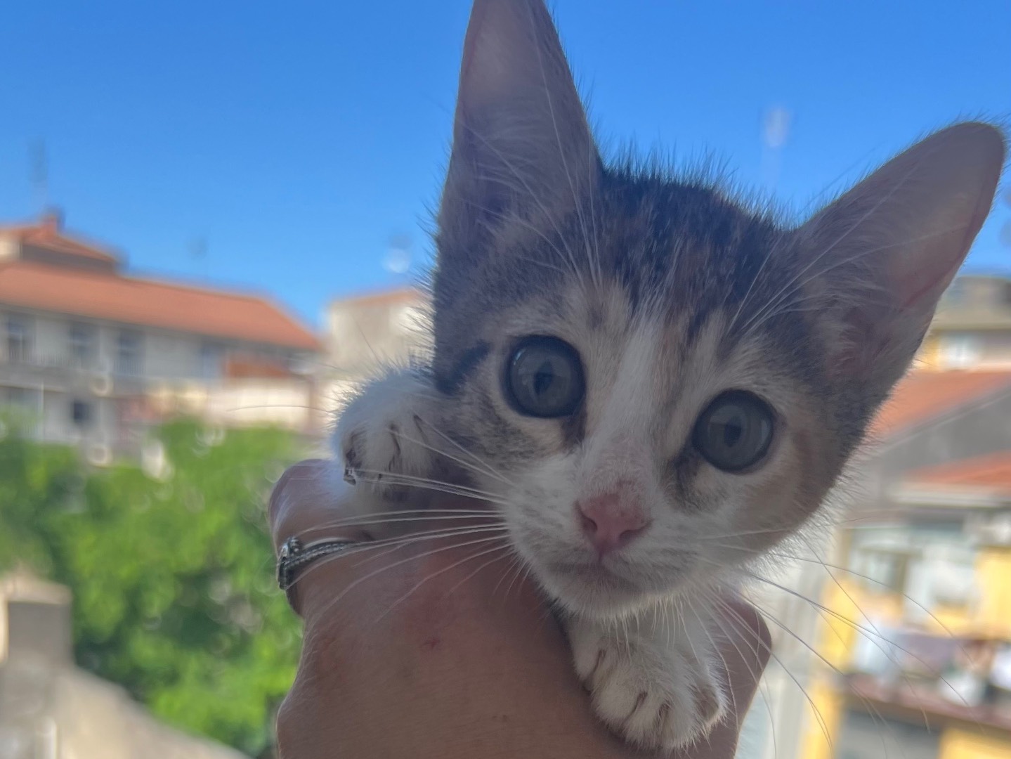 Foto dell'animale
