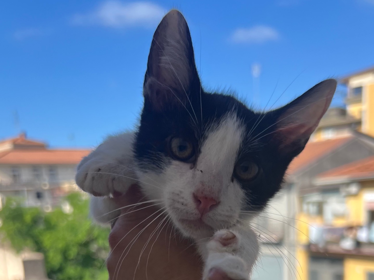 Adotta un gatto, maschio, 3 mesi, Catania