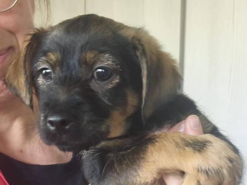 Adotta un cane, femmina, 2 mesi, Milano