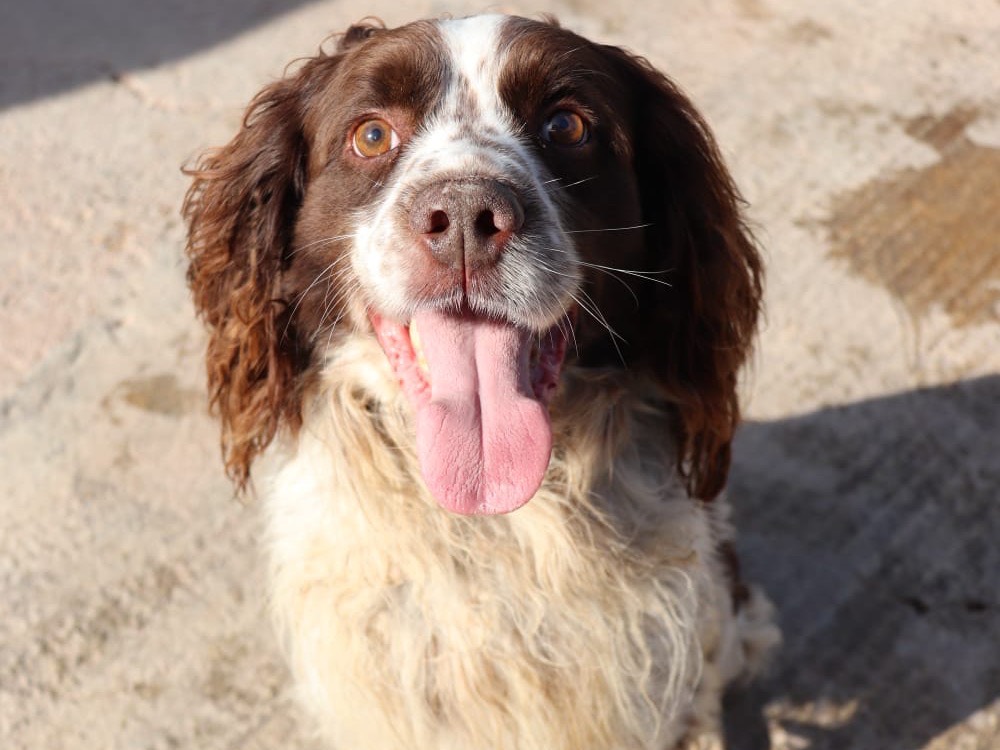 Adotta il cane Biagio  a Sud