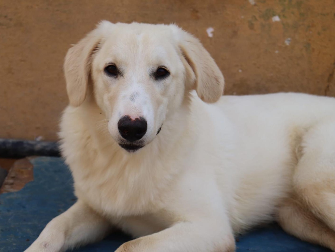 Adotta un cane, taglia media contenuta, femmina, Sud