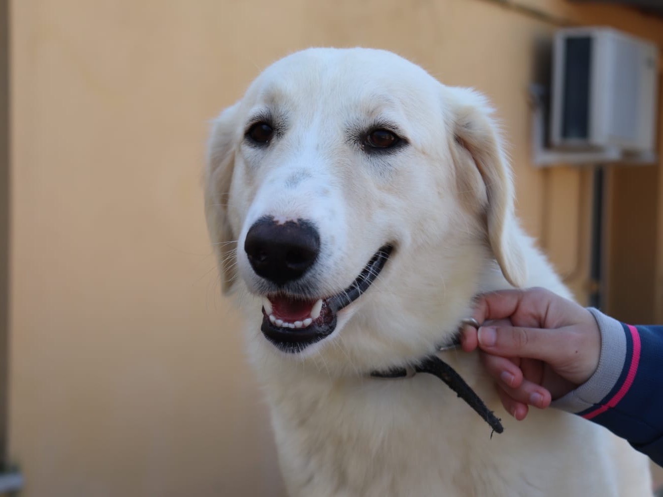 Vuoi adottare un cane a Sud?