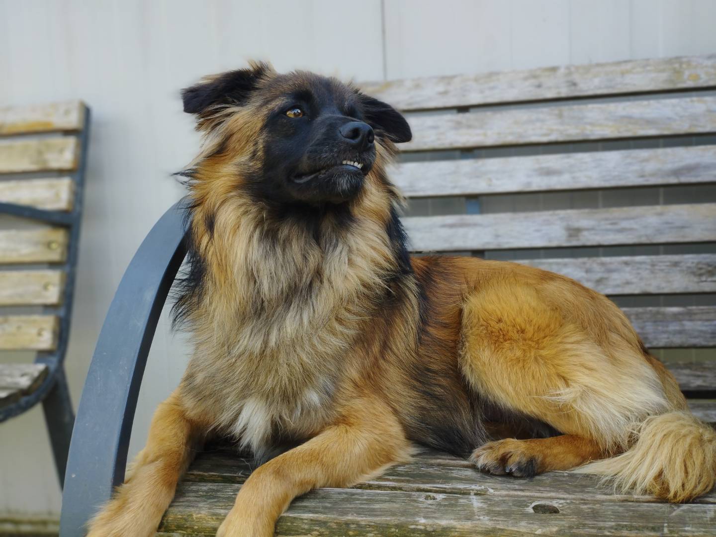 Adotta un cane, taglia piccola, maschio, Milano