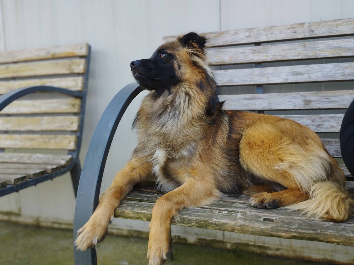Adotta il cane Boris a Milano
